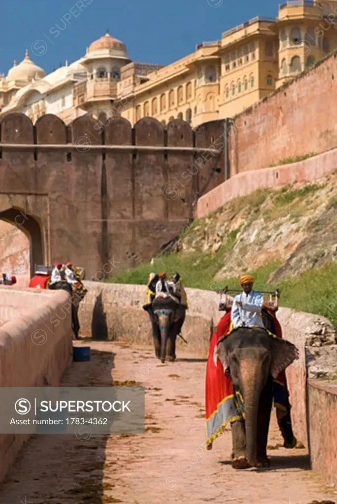 Mahouts coming down path on their elephants, Amber Fort near Jaipur, Rajasthan, India 