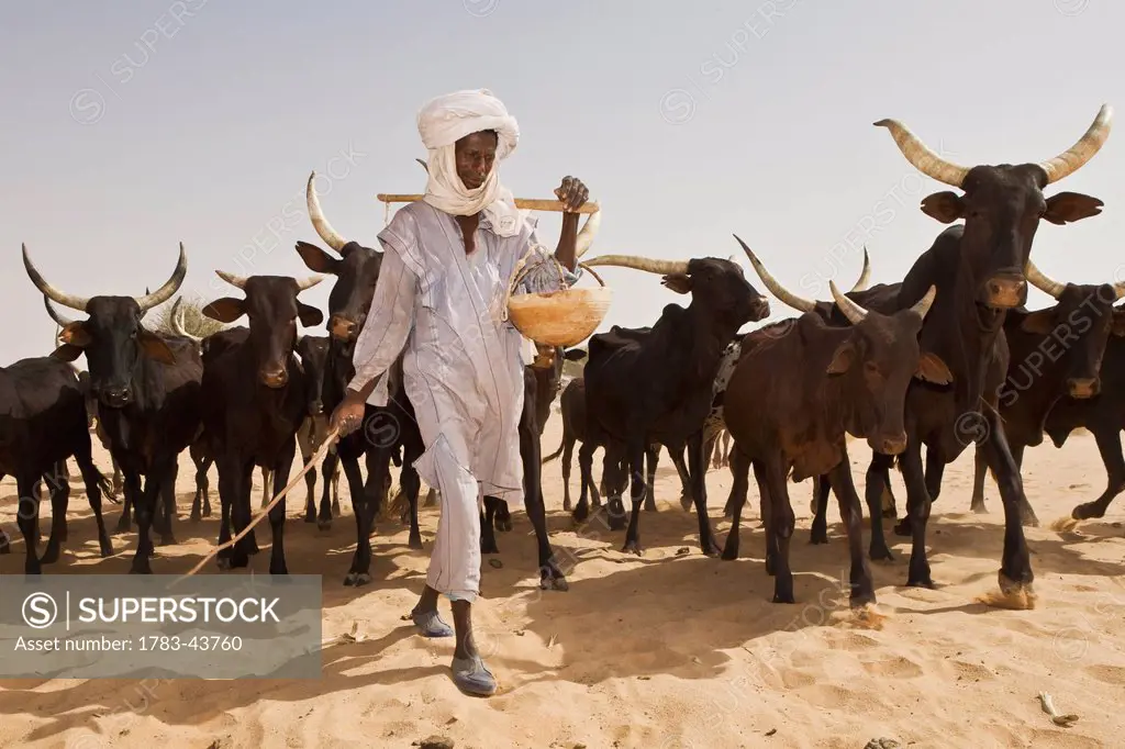 Niger, Peul Bororo or Woodabe pastoralist tendering his cattle. Tiguidit Escarpment; Sahara Desert