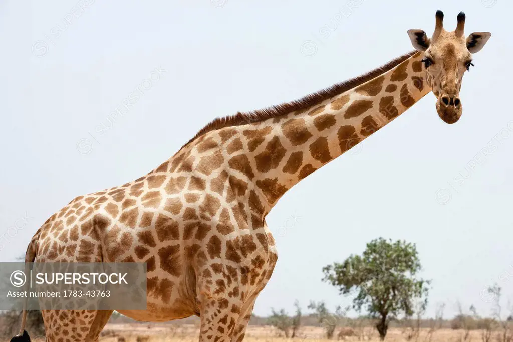 a subspecies of giraffe which in 19th C was found in Sahel Regions of West Africa; Southwest NIger, Last herd of endangered (IUCN 3.1) West African Gi...