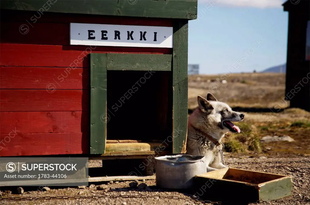 Husky dog, Bear Island meteorological station; Svalbard, Norway