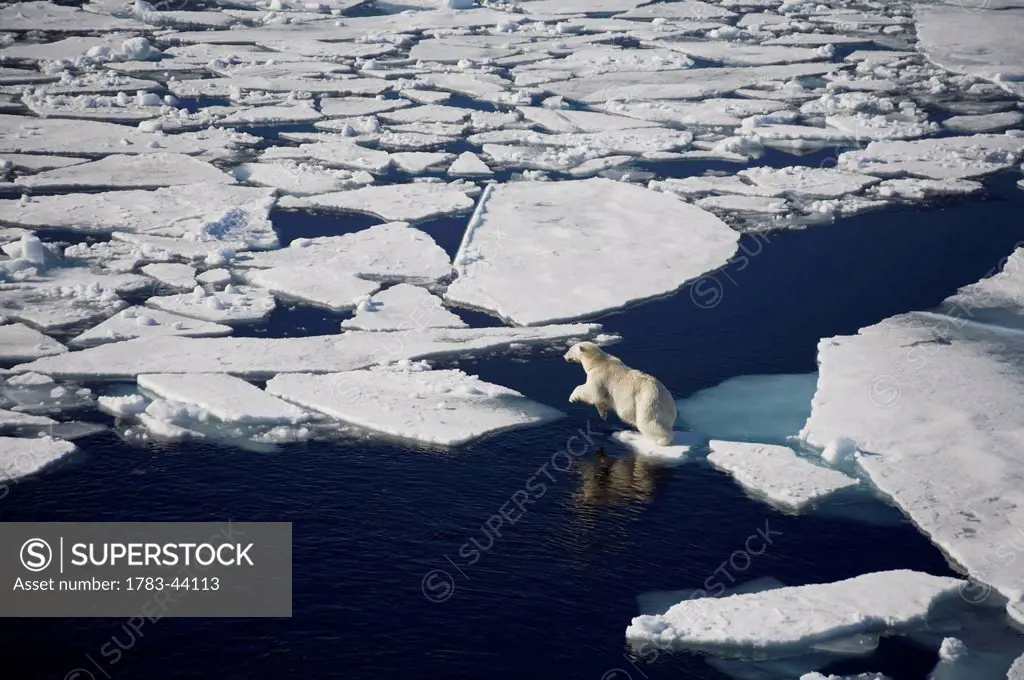 Polar bear on melting sea ice, high angle view from cruise ship; Svalbard, Norway