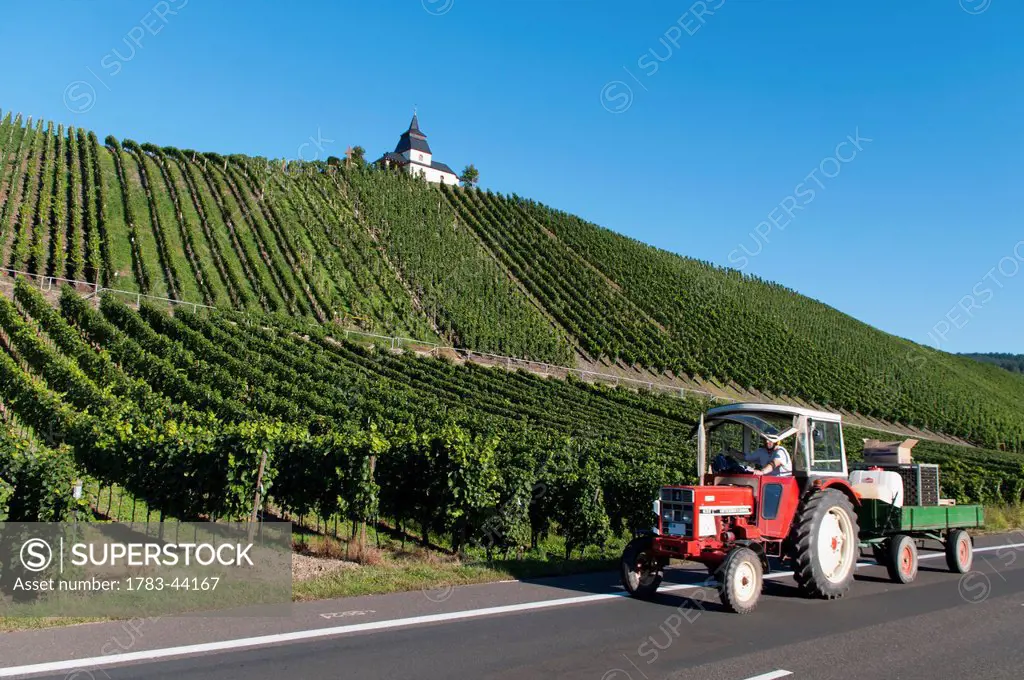 Mosel valley Leiwen vineyards; Rhineland-Palatinate, Germany