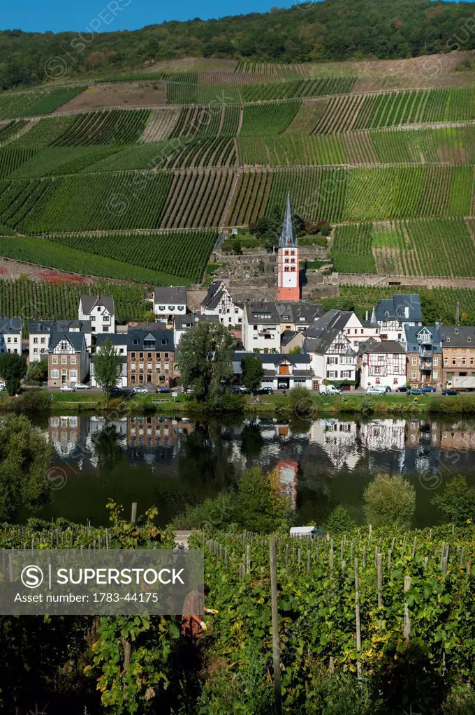 Fields, vineyards and a village on the edge of a river in Mosel valley; Zell, Rhineland-Palatinate, Germany