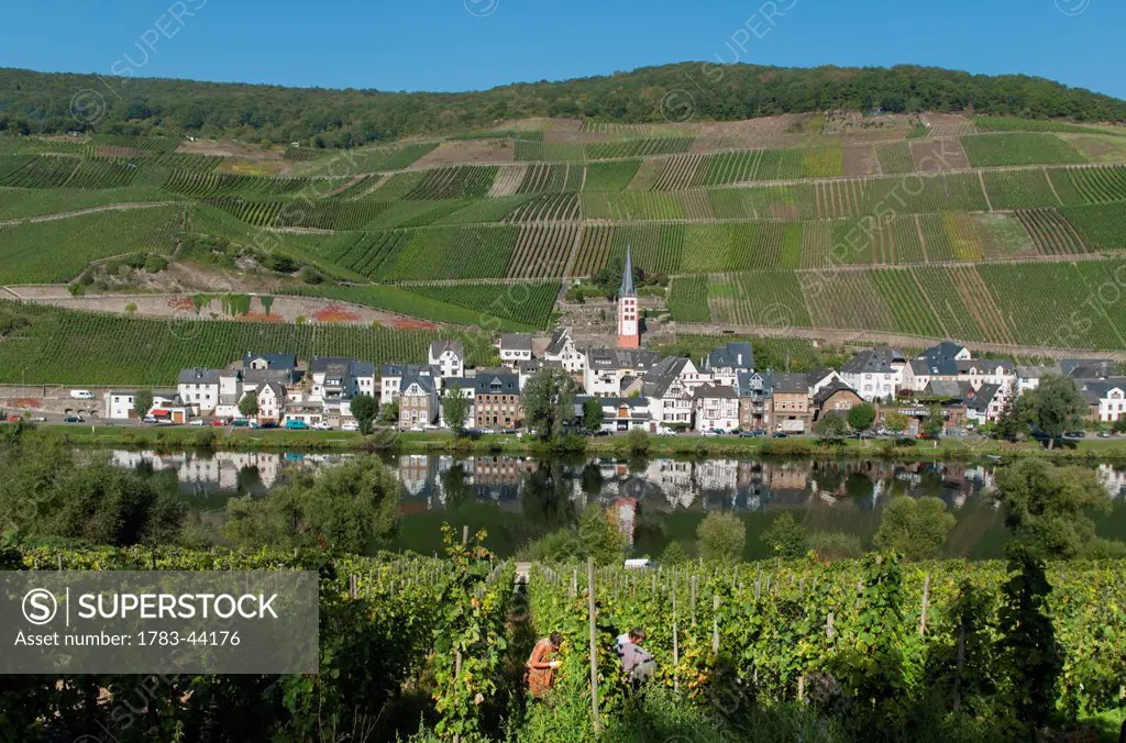 Fields, vineyards and a village on the edge of a river in Mosel valley; Zell, Rhineland-Palatinate, Germany