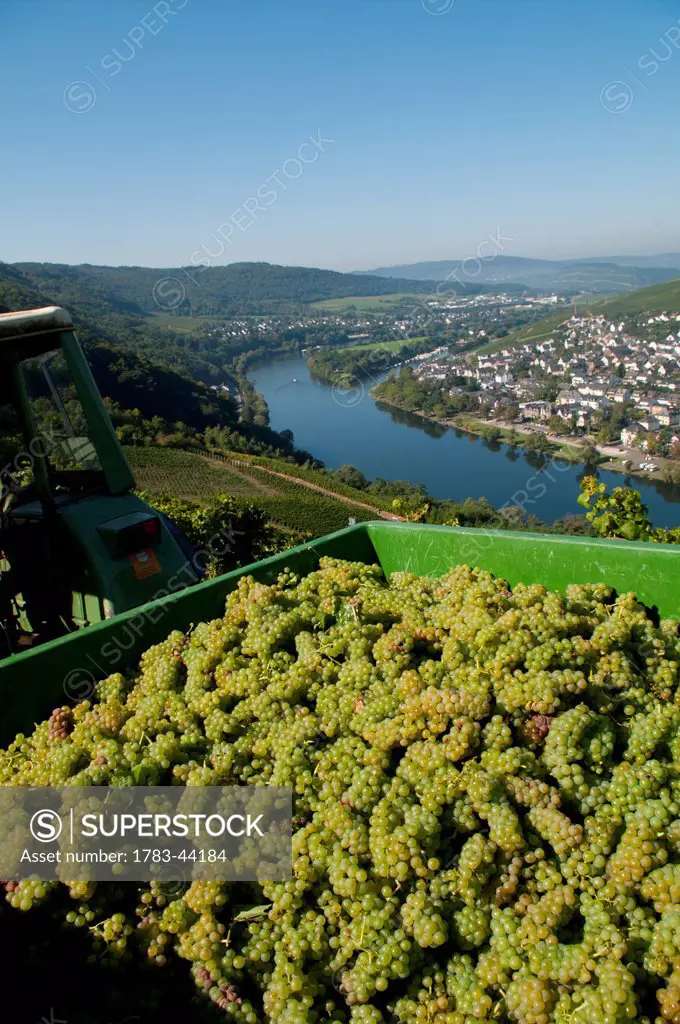 Grapes being harvested with a view of Mosel valley; Bernkastel-Kues, Rhineland-Palatinate, Germany