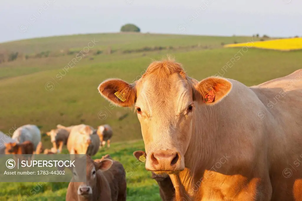 Cows in a field near Wingreen Hill; Dorset, England