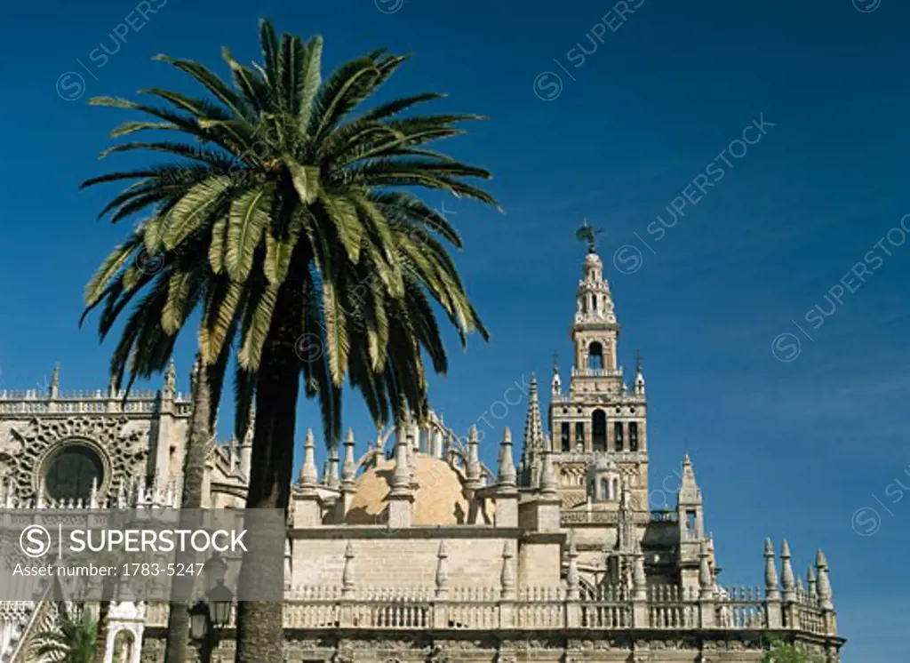 Seville Cathedral with Giralda Tower behind palm tree, Seville,Andalucia,Spain