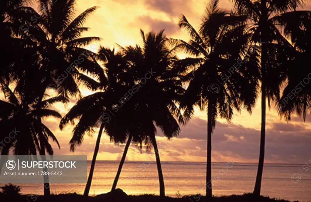 Sunset (palm trees in silhouette),Aitutaki,Cook Islands.  