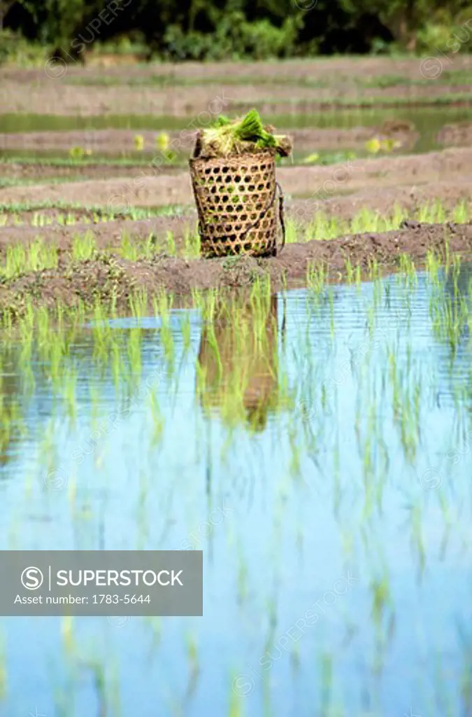 Rice basket in paddy field,Chaing Mai,Thailand.  