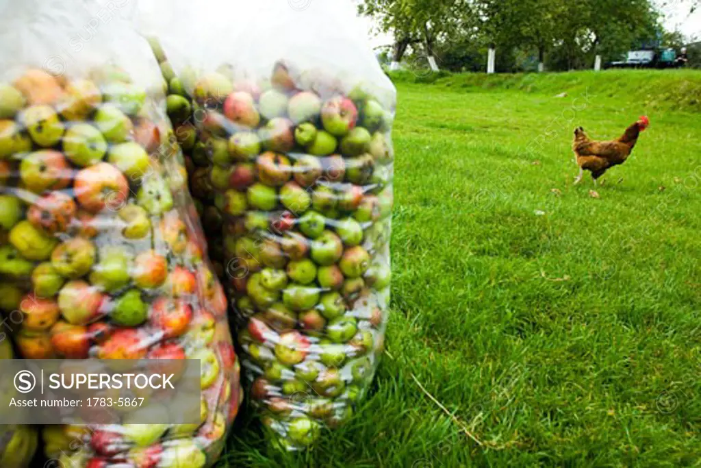 Newly harvested apples in bags, Burtle village,Somerset,UK