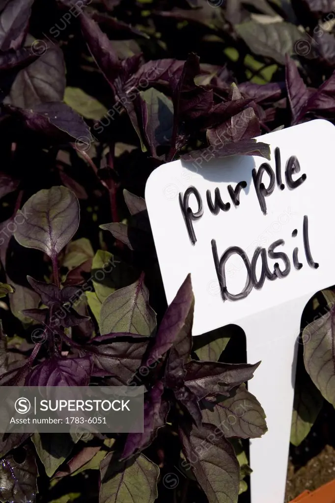Purple basil with tag, Peconic,North Fork,Long Island,New York,USA