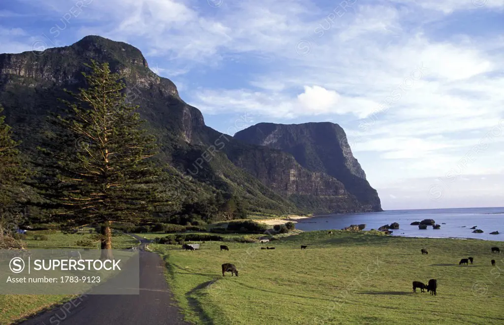 Empty Road leading to Mount Gower and Mount Lidgbird, Lord Howe Island, New South Wales, Australia 