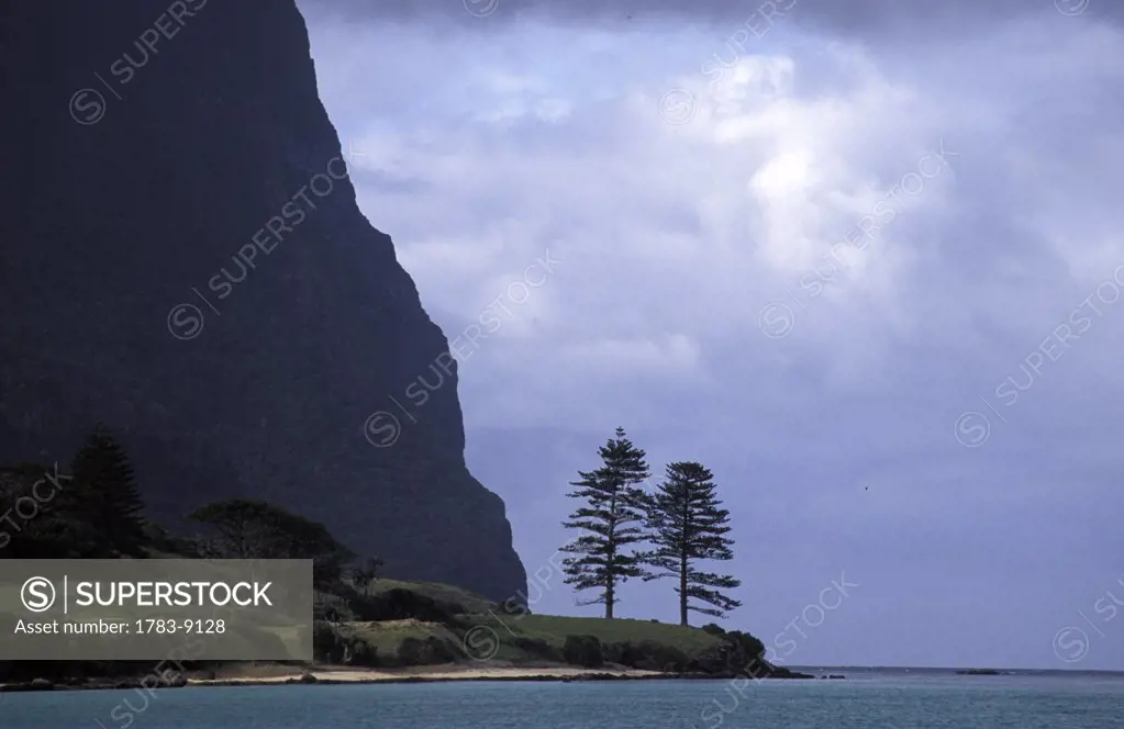 Two Norfolk Pines on sea shore, Lovers Bay, Lord Howe Island, New South Wales, Australia.