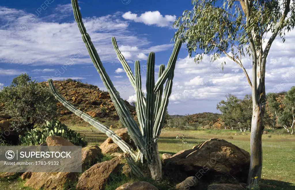 Cactus, Alice Springs, Northern Territory, Australia.