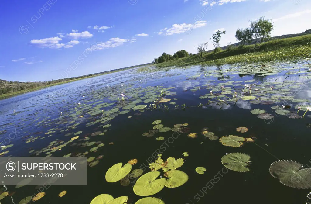 Water lilies on billabong, Lily pond, Davidsons Camp, Amhem, Northern Territory, Australia 