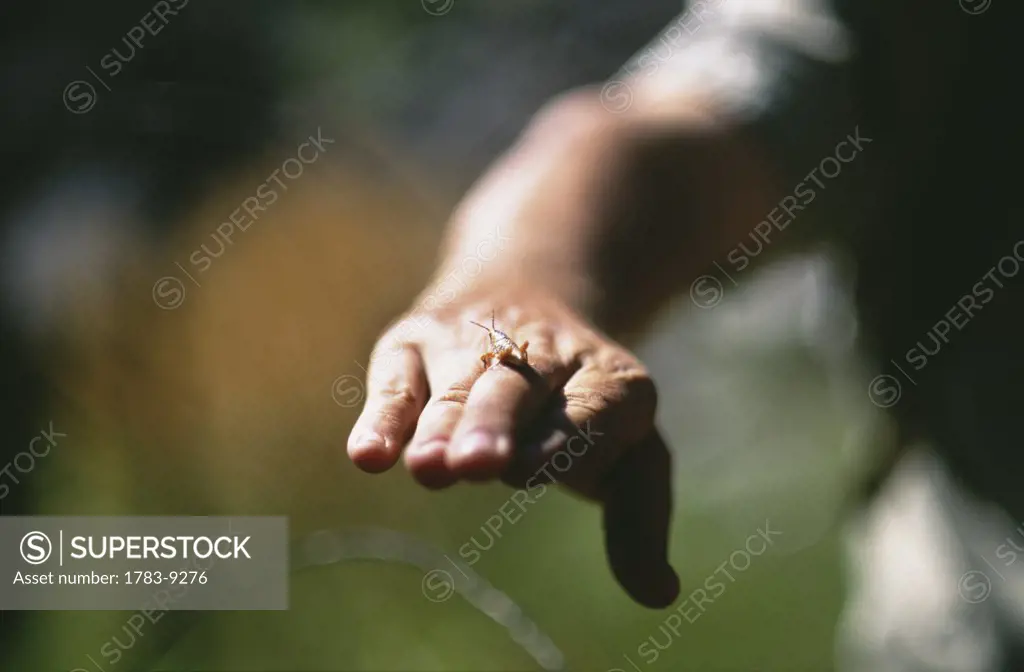 Guide holding grasshopper on his hand, Davidson Camp, Arnhem Land, Northern Territory, Australia