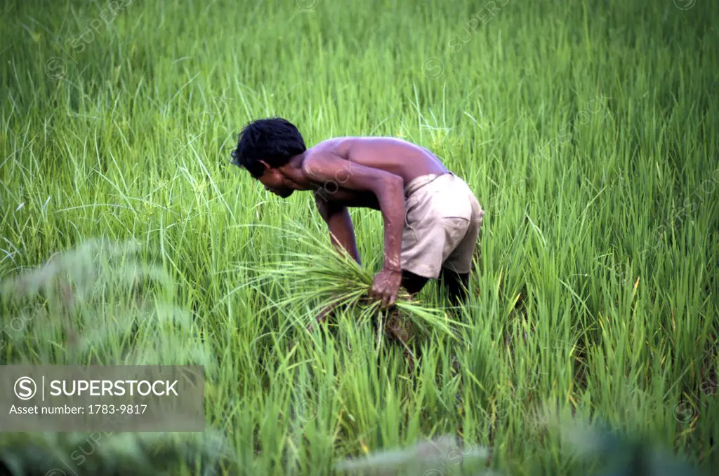 Farmer planting rice, Bangladesh.