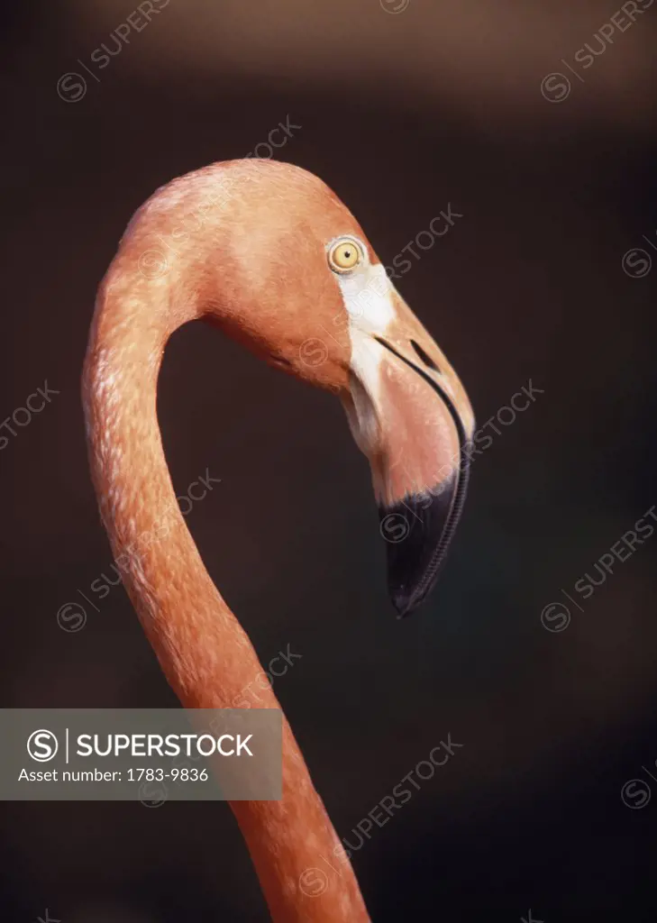 Close-up of Flamingo, Barbados Wildlife Preserve, Barbados.