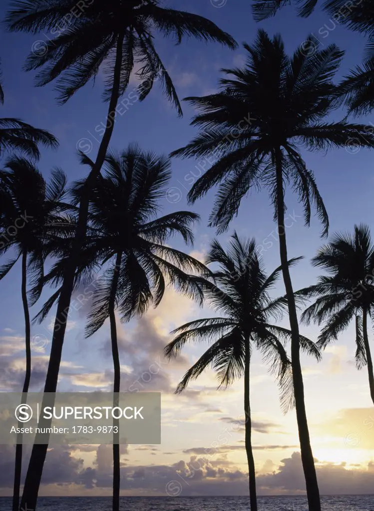 Silhouettes of palm trees at sunrise, Bottom Bay Beach, Barbados.