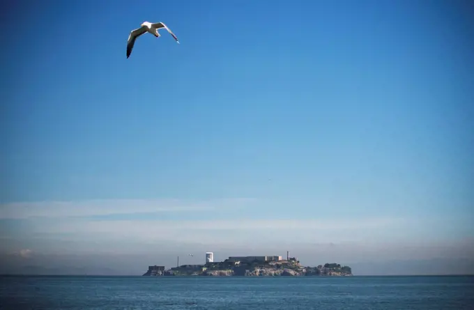 A seagull takes flight over San Francisco bay with Alcatraz Island in the background; San Francisco, California, United States of America