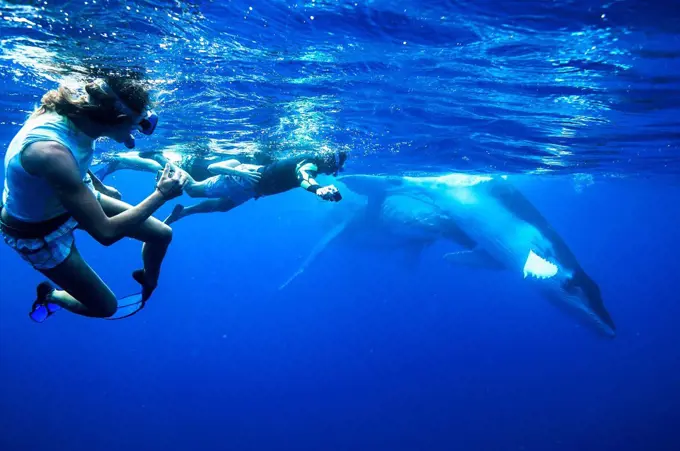 Tourists swimming with Humpback whales (Megaptera novaeangliae); Vavau, Tonga