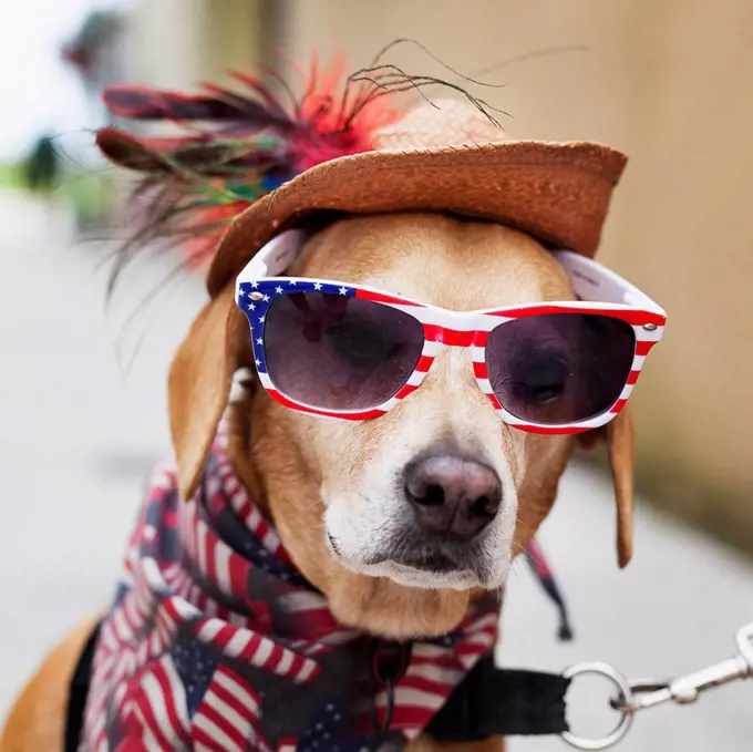Dog wearing American flag sunglasses, American flag bandana around neck, and an old straw hat on his head, looking at camera; Florida, United States o...