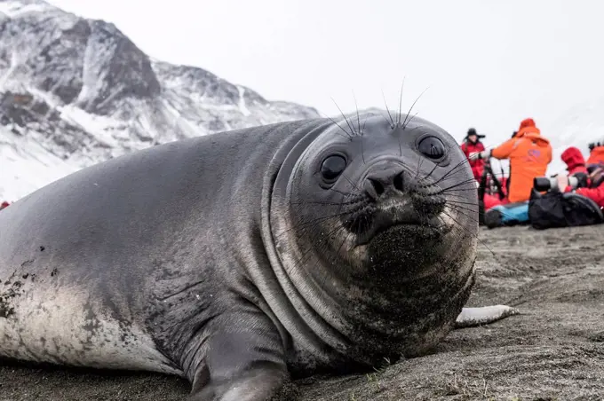 Elephant seal pup with tourists in the background;