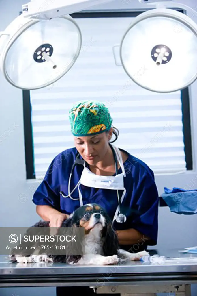 Veterinarian with dog on table in operating room