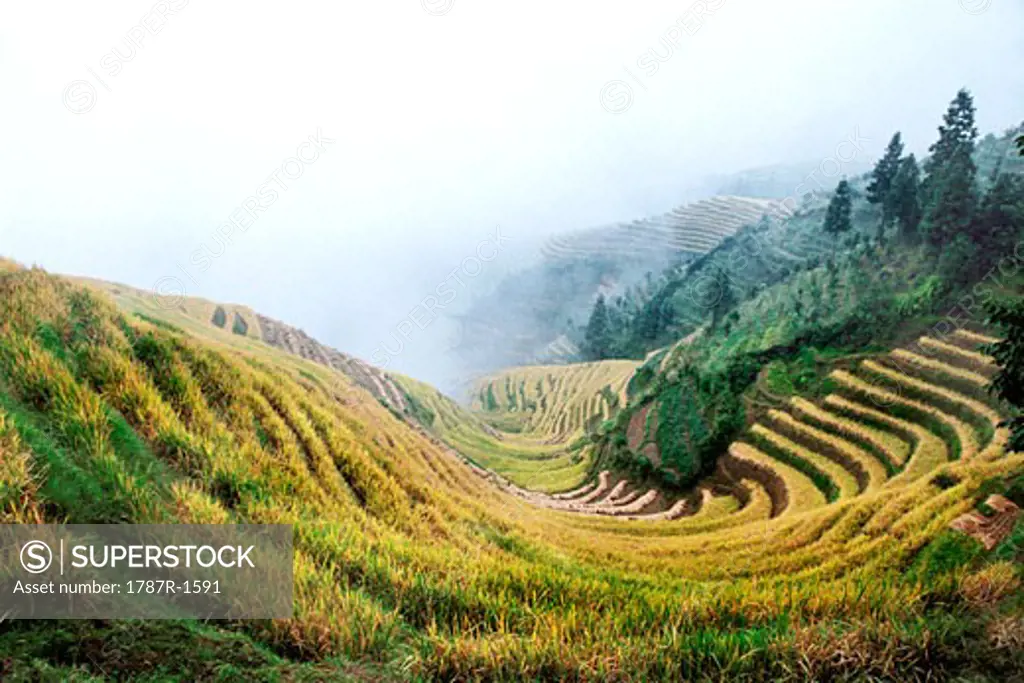 Longji Terraces, Longji, Longsheng County, Guilin City, Guangxi Zhuang Nationality Autonomous Region of People's Republic of China