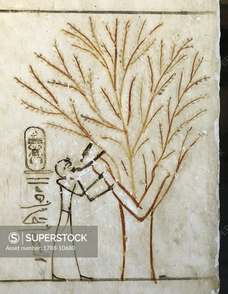 Egypt, Thebes, Luxor, Valley of the Kings, Tomb of Thutmose III, mural painting of Pharaoh drinking at Isis in guise of tree, on column from eighteenth dynasty