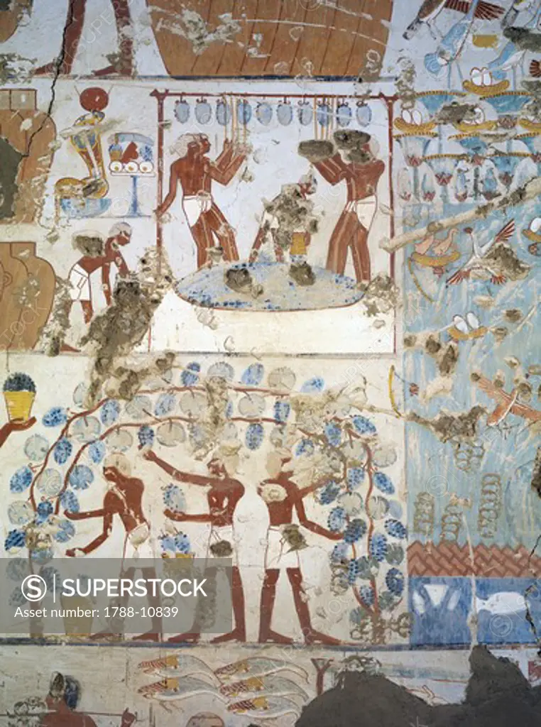 Egypt, Thebes, Luxor, Sheikh 'Abd al-Qurna, Tomb of royal granary supervisor Menkheper, Mural paintings, Vine harvest and winemaking