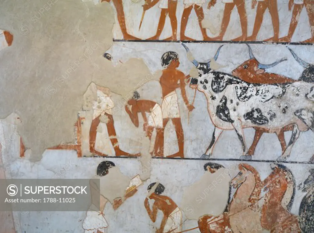 Egypt, Thebes, Luxor, Sheikh 'Abd al-Qurna, Tomb of army general Tjenuny, Mural paintings showing cows and horses