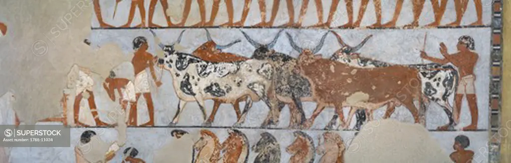 Egypt, Thebes, Luxor, Sheikh 'Abd al-Qurna, Tomb of army general Tjenuny, Mural painting showing cows