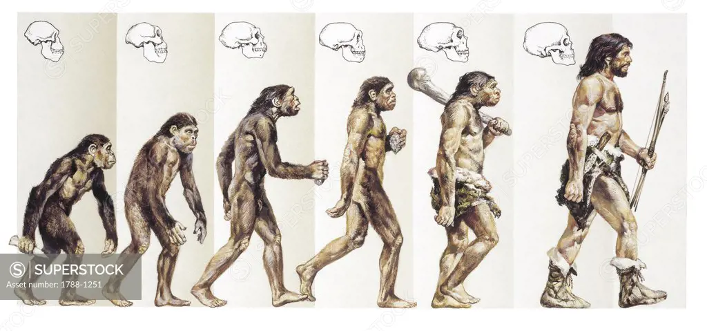 Close-up of stages of evolution from ape to man - Drawing