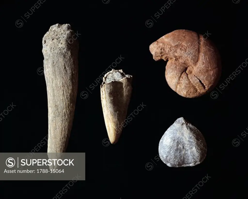Italy, Prehistory, Fossil findings, From Marche Region