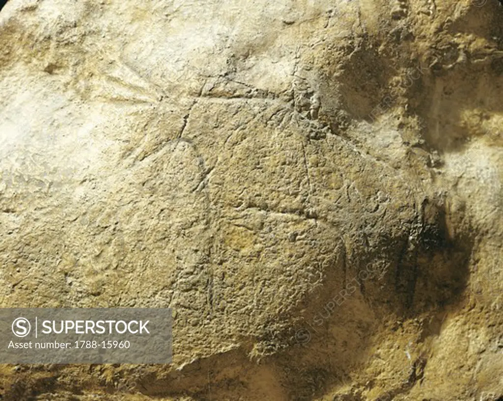 Prehistory, Italy. Mould of rock engravings at the Cave of Addaura (Palermo province), depicting cattle