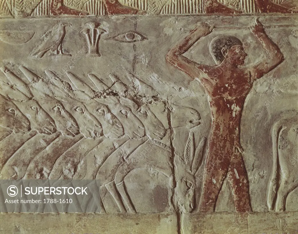 Egypt - Cairo - Ancient Memphis (UNESCO World Heritage List, 1979). Saqqara. Necropolis. Private funerary mastaba of Mereruka, 6th Dynasty, 2349 BC. Painted relief, man guides donkeys