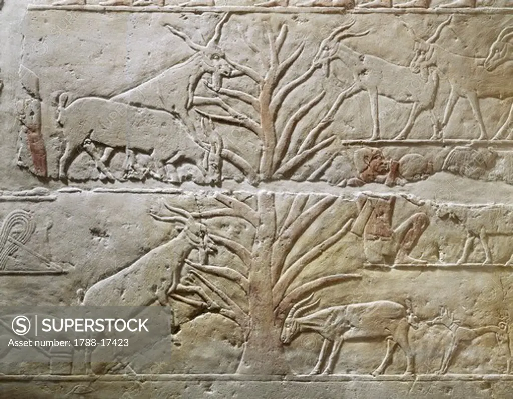 Relief depicting goats grazing a sycamore tree from the Mastaba of Akhatep, Saqqara, Old Kingdom