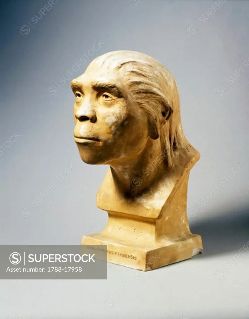 Reconstruction of Peking Man (Homo erectus pekinensis) discovered at Zhoukoudian (Chou K'ou-tien). Replica by Weindenreich.