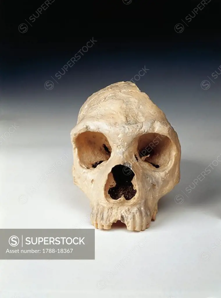 Neanderthal (Homo neanderthalensis) woman's skull found at Forbes' Quarry, Gibraltar