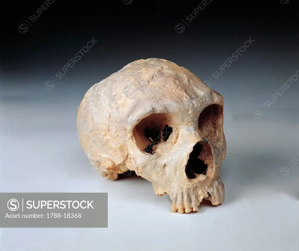 Neanderthal woman's skull found at Forbes' Quarry