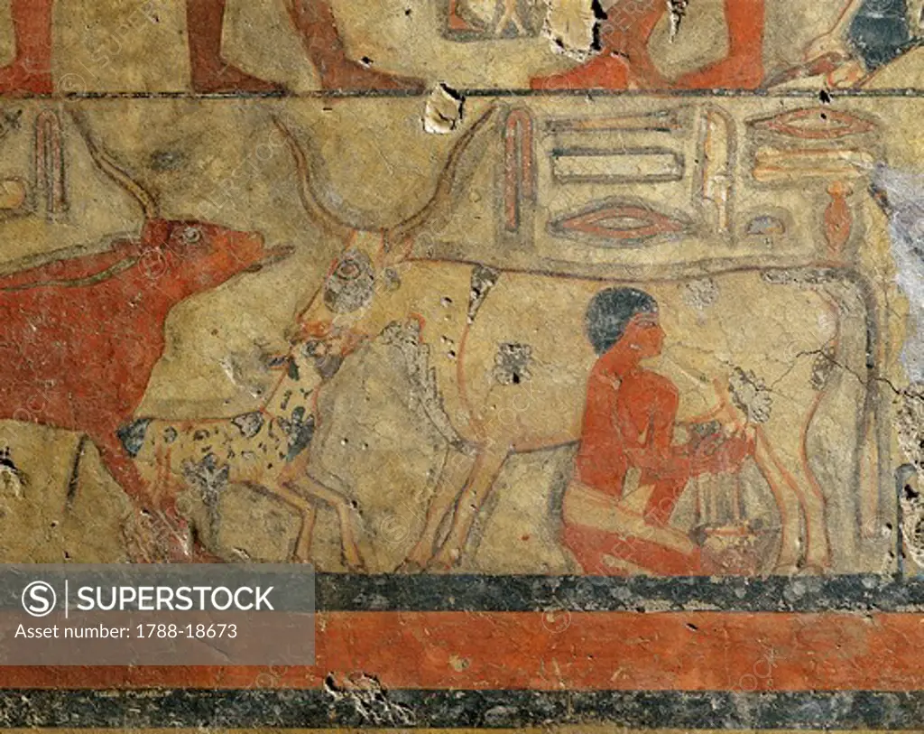Egypt, Saqqara, Mastaba of Metchetch (pyramid of king Unas), Milking scene, fresco