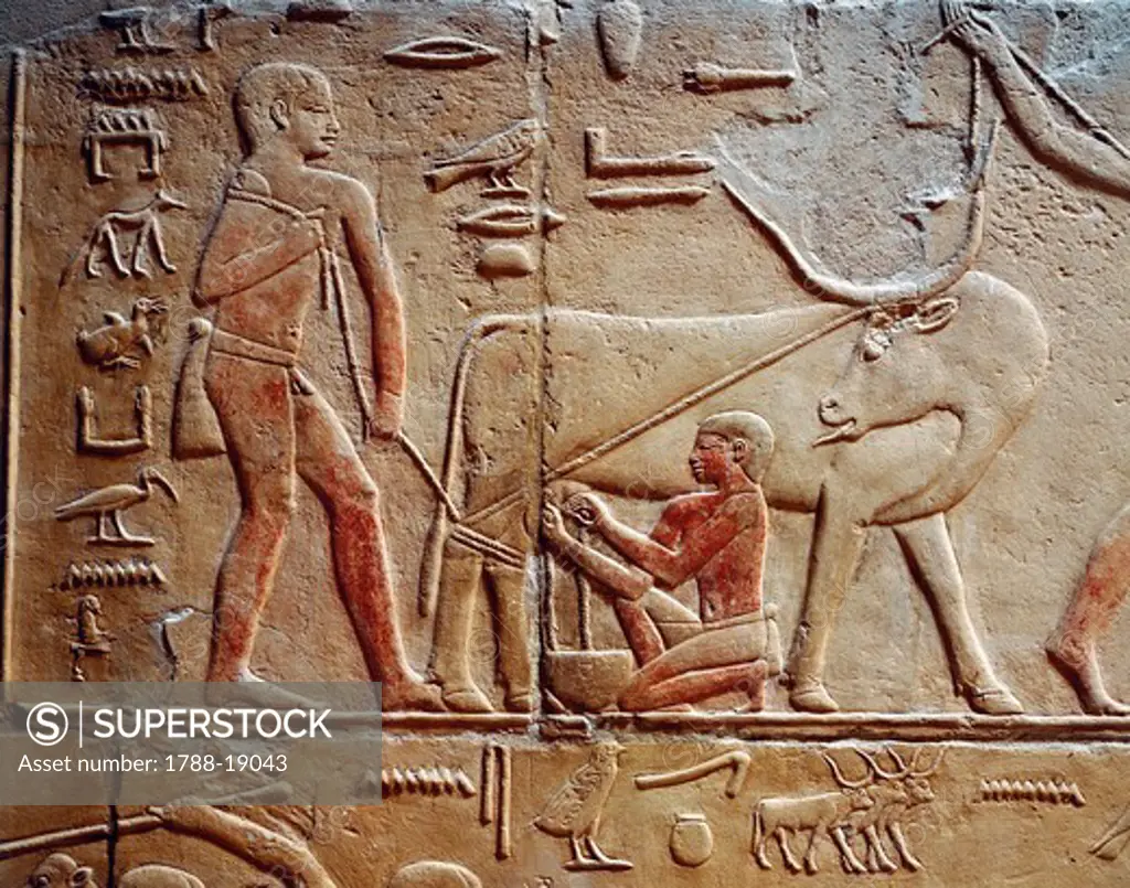 Egypt, Saqqara. Necropolis. Private funerary mastaba of Kagemni, Great Hall. Relief depicting a man milking a cow