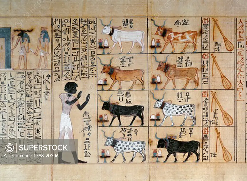 Papyrus depicting oxen, from Book of the Dead of Maiherperi