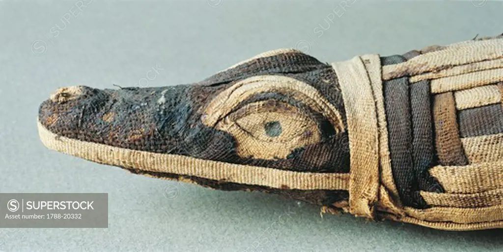 Mummified crocodile head