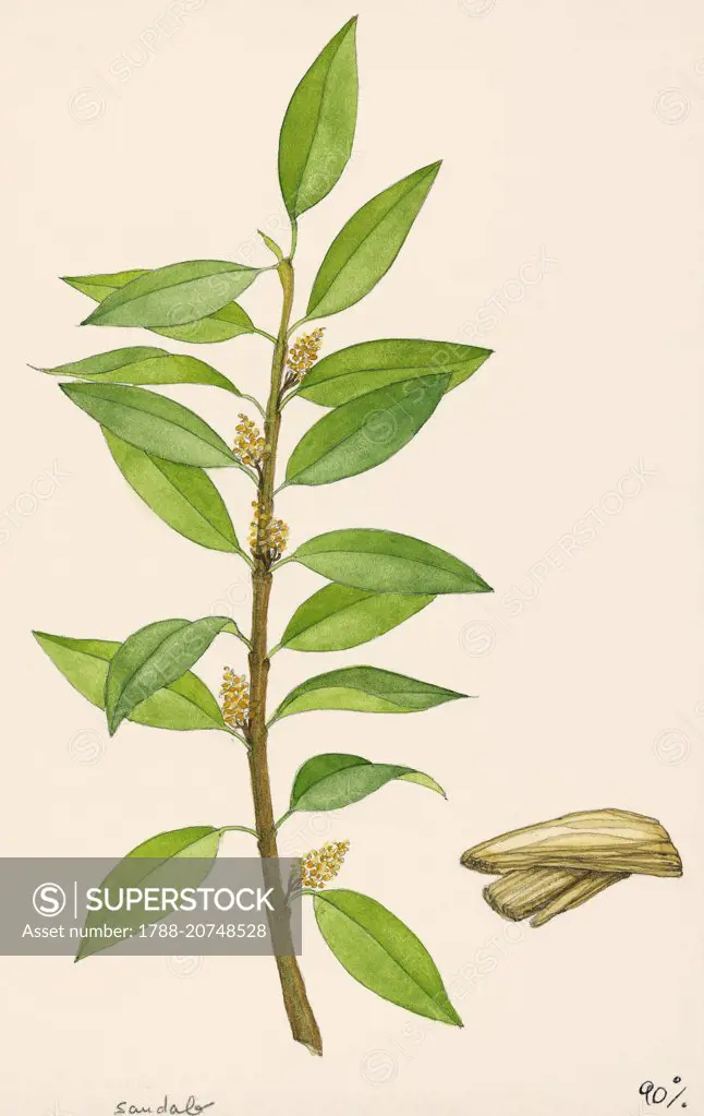Indian sandalwood blooming branch (Santalum album), Santalaceae, drawing.