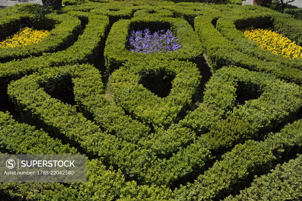 The boxwood maze (Buxus sempervirens), Buxaceae, in the garden of Isola Bella, Lake Maggiore, Piedmont, Italy.