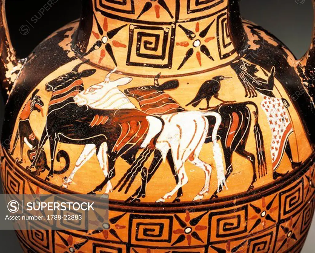 Detail of Black-figure amphora depicting bulls, painted by Paris Painter, 550/540 B.C.