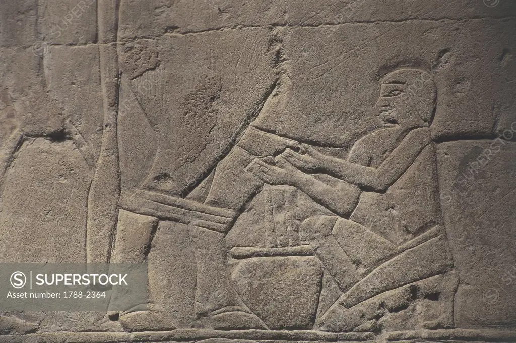 Egypt - Cairo - Ancient Memphis (UNESCO World Heritage List, 1979). Saqqara. Necropolis. Private funerary mastaba of Mereruka, 6th Dynasty, 2349 BC. Relief of milking