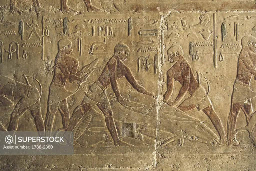 Egypt - Cairo - Ancient Memphis (UNESCO World Heritage List, 1979). Saqqara. Necropolis. Private funerary mastaba of Ti, 5th Dynasty. Painted relief of men butchering cattle